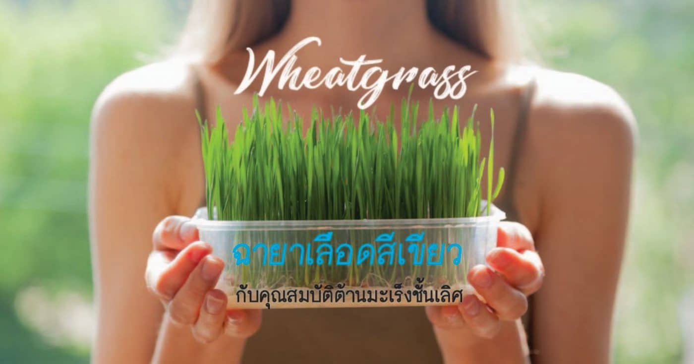 ต้นอ่อนข้าวสาลี wheatgrass green blood to fight cancer superfood store thailand