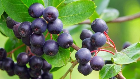 acai berry superfoods to help increase immunity order online -healthplatz