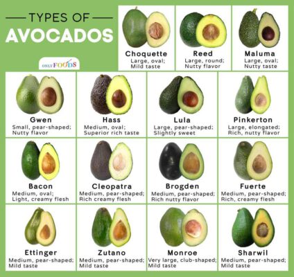 Avocados varieties อะโวคาโด ซุปเปอร์ฟู้ดไขมันดีที่ช่วยลดความอ้วน_ มารู้จักสารพัดประโยชน์ วิธีกิน และเมนูอาหารคลีนง่ายๆ Healthplatz 