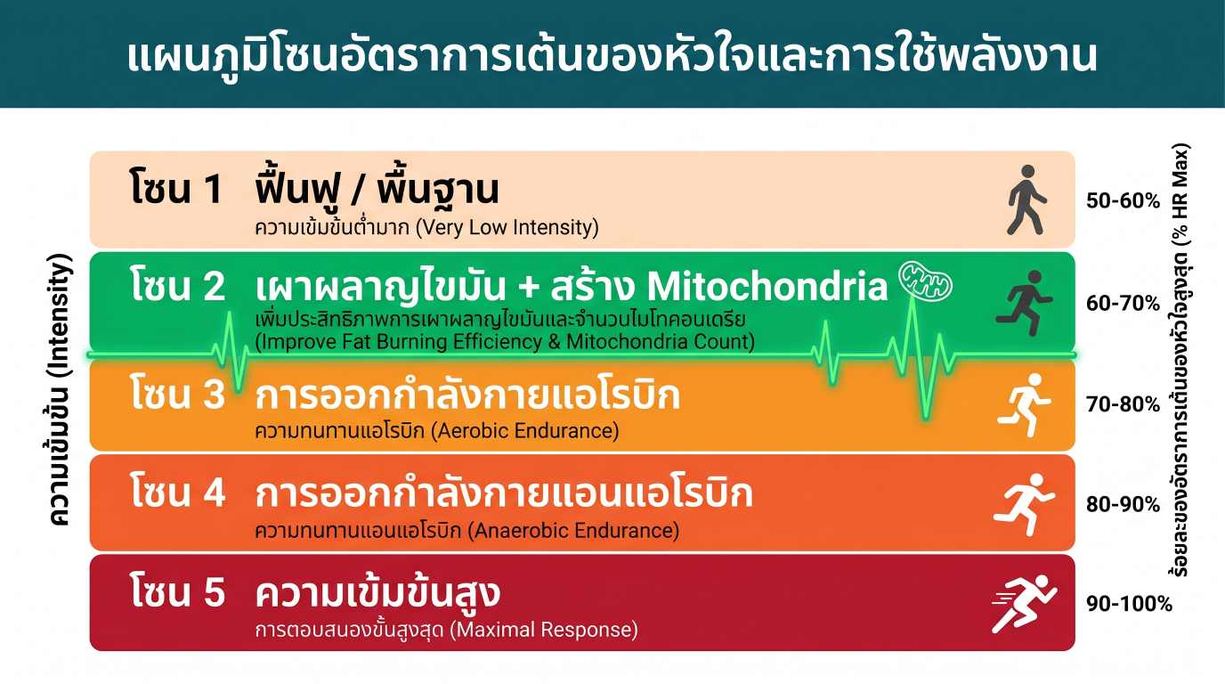 การออกกำลังกายและ longevity