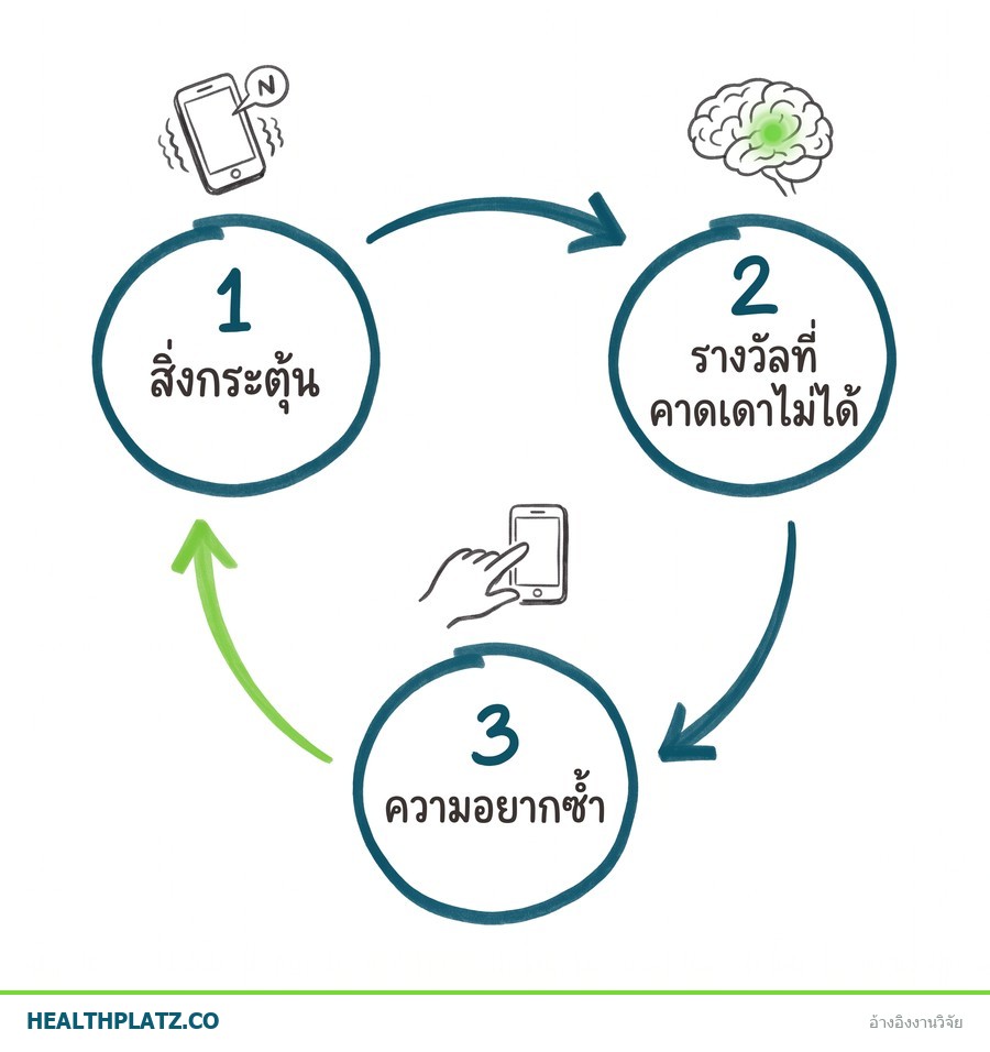 อินโฟกราฟิกวงจรรางวัลของสมอง: สิ่งกระตุ้น → รางวัลที่คาดเดาไม่ได้ → ความอยากซ้ำ พร้อมภาพประกอบลายเส้นมือวาด